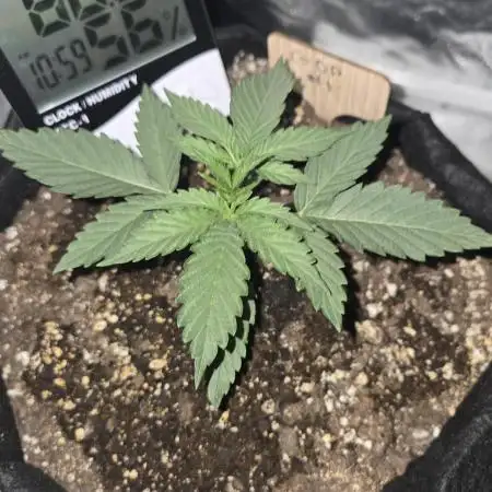 Granddaddy Purple