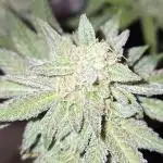 Granddaddy Purple