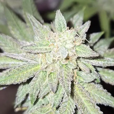 Granddaddy Purple