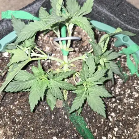 Granddaddy Purple