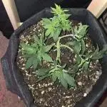 White Widow