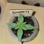 Rushing Raseberry Roulette
