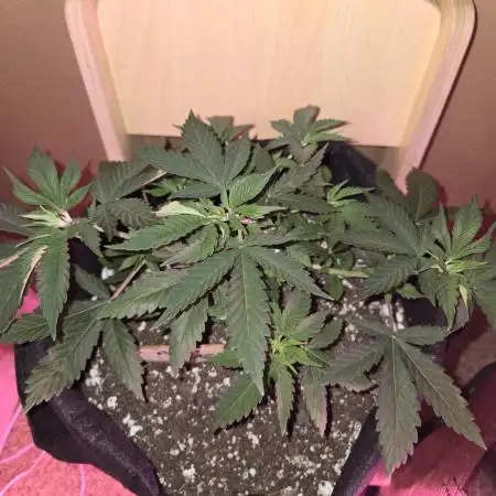 Aliens have arrived Alien OG