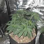 White Widow