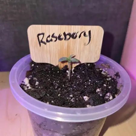 Rushing Raseberry Roulette