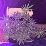 Granddaddy Purple
