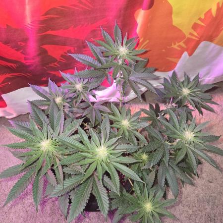 New Level Another Level