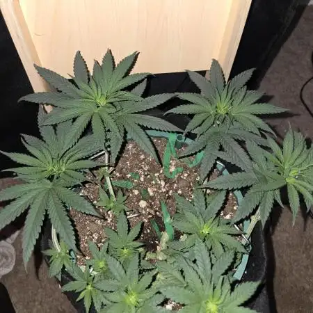 Granddaddy Purple