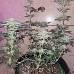 Granddaddy Purple