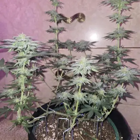 Granddaddy Purple