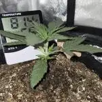Granddaddy Purple