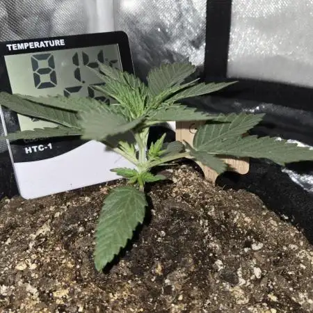 Granddaddy Purple