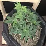 White Widow