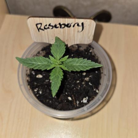 Rushing Raseberry Roulette
