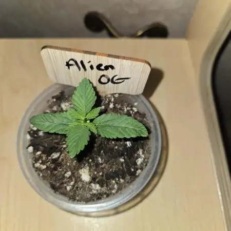 Aliens have arrived Alien OG