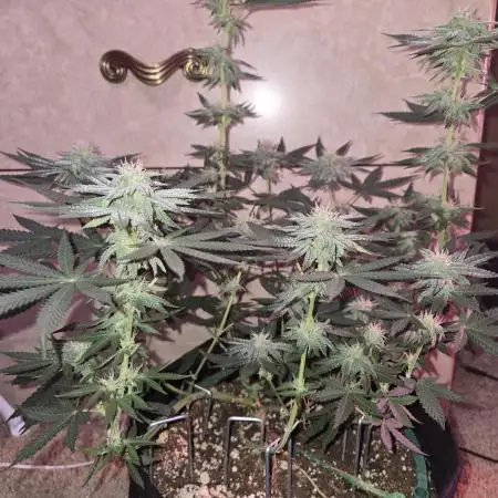 Granddaddy Purple