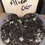 Aliens have arrived Alien OG
