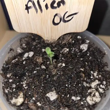 Aliens have arrived Alien OG