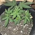 Aliens have arrived Alien OG