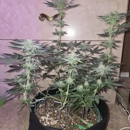 Granddaddy Purple
