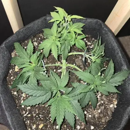 White Widow
