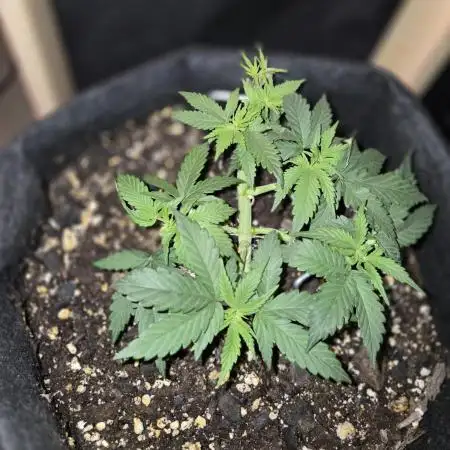 White Widow