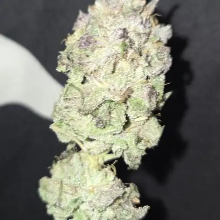Granddaddy Purple