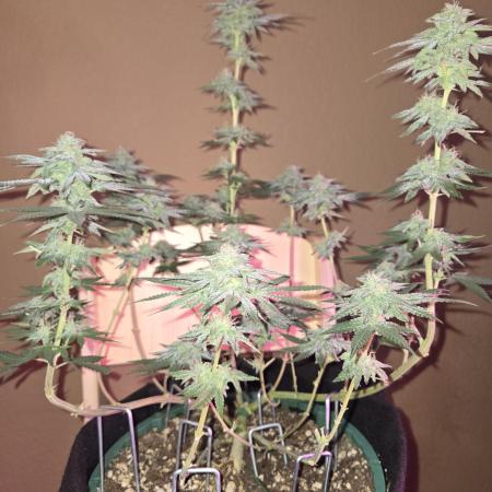 Granddaddy Purple