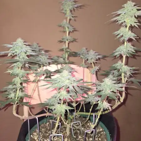 Granddaddy Purple