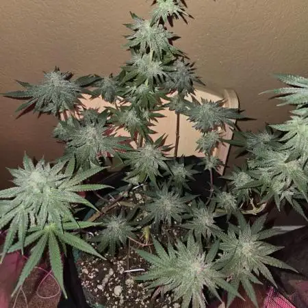 Granddaddy Purple