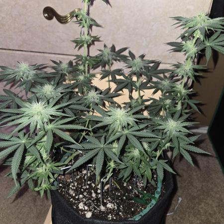 Granddaddy Purple
