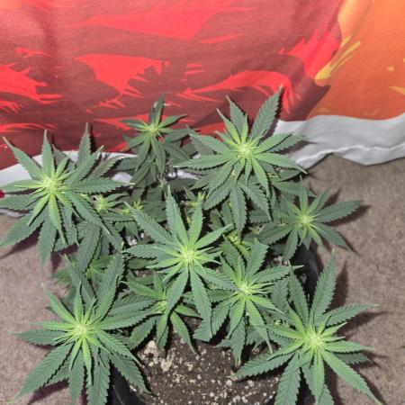 Rushing Raseberry Roulette