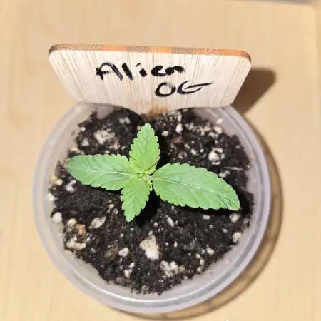 Aliens have arrived Alien OG