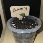 Rushing Raseberry Roulette
