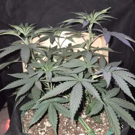Granddaddy Purple