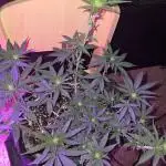 Granddaddy Purple