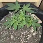 Aliens have arrived Alien OG