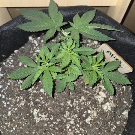 Aliens have arrived Alien OG