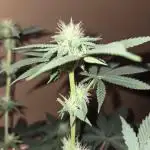 White Widow