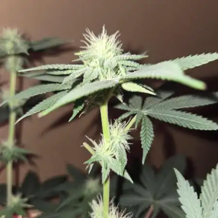 White Widow