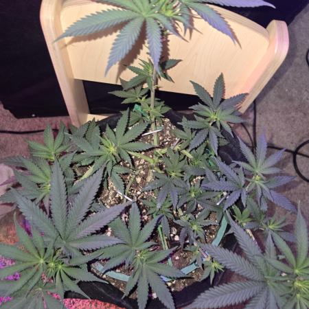 Granddaddy Purple