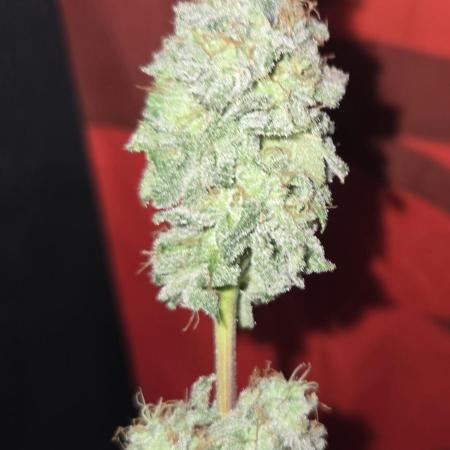 White Widow