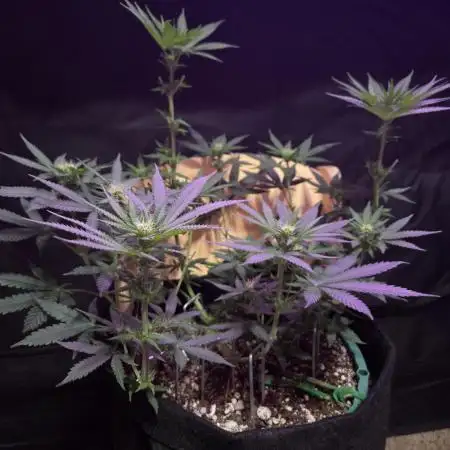 Granddaddy Purple