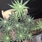Granddaddy Purple