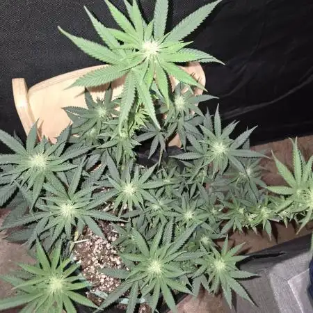 Granddaddy Purple