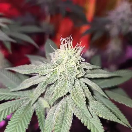 White Widow