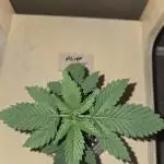Aliens have arrived Alien OG