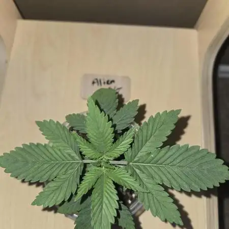 Aliens have arrived Alien OG