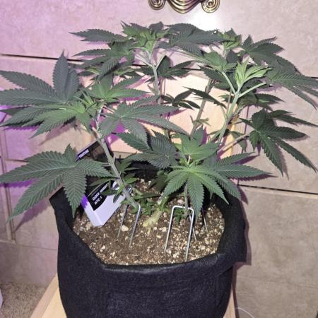 White Widow