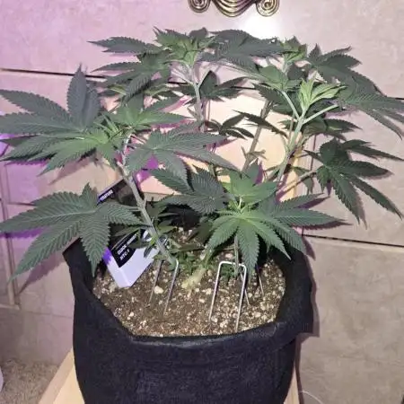 White Widow